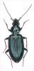 Bembidion sp.